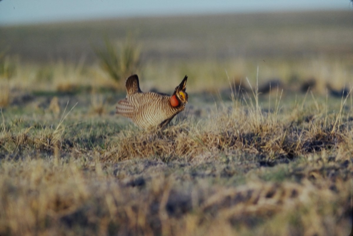 Lesser Prairie-Chicken - ML552899821