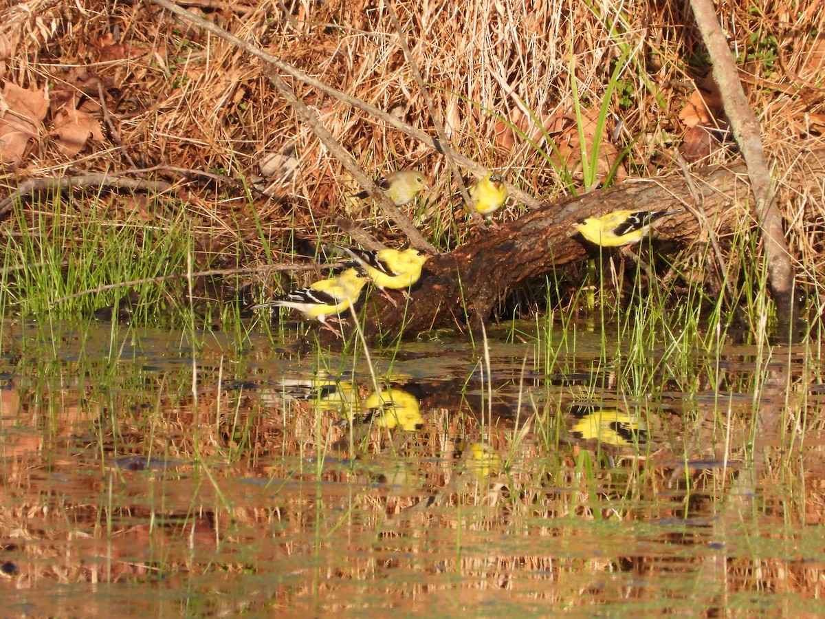 American Goldfinch - ML552901101