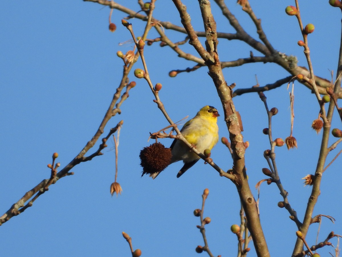American Goldfinch - ML552901201