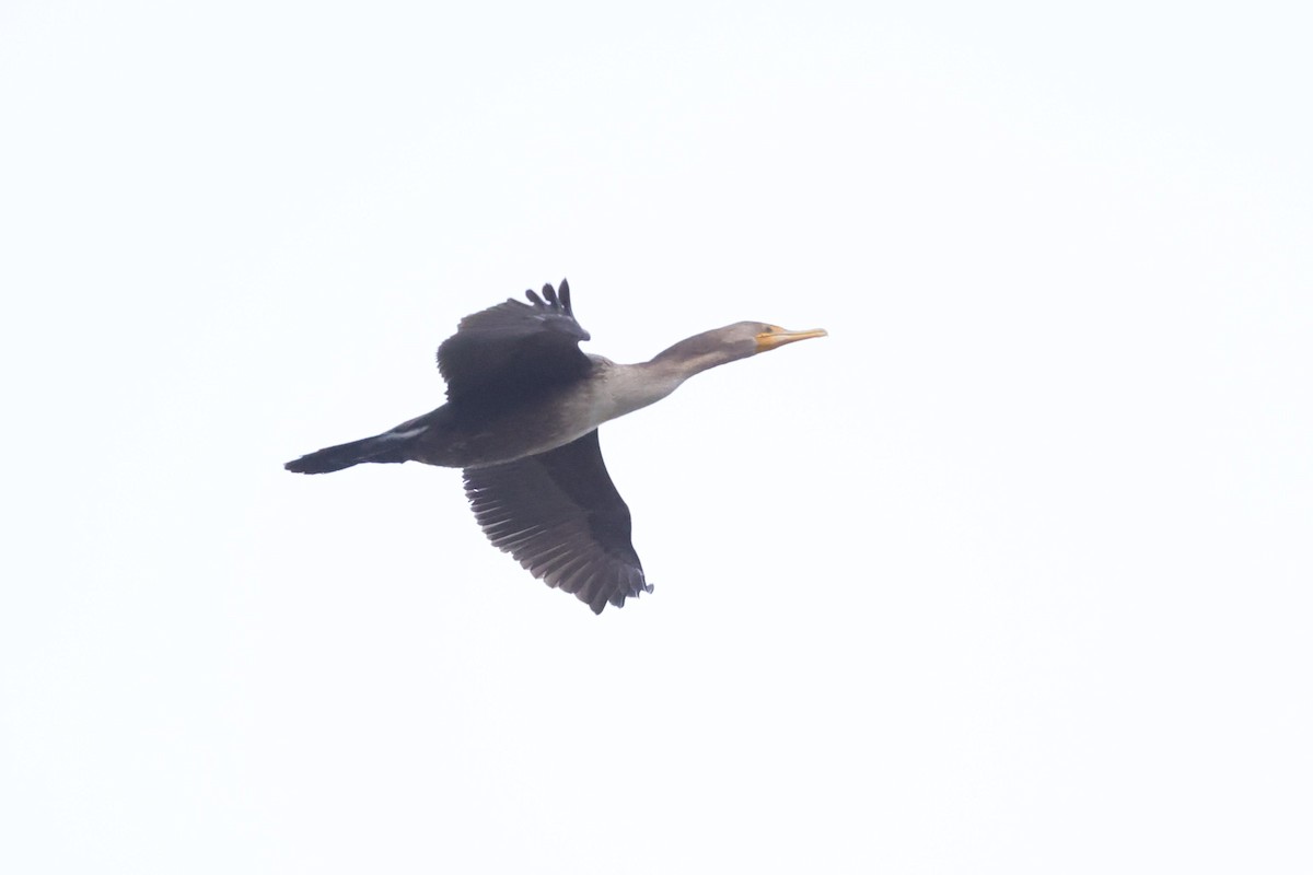 Great Cormorant - Chris Kennelly