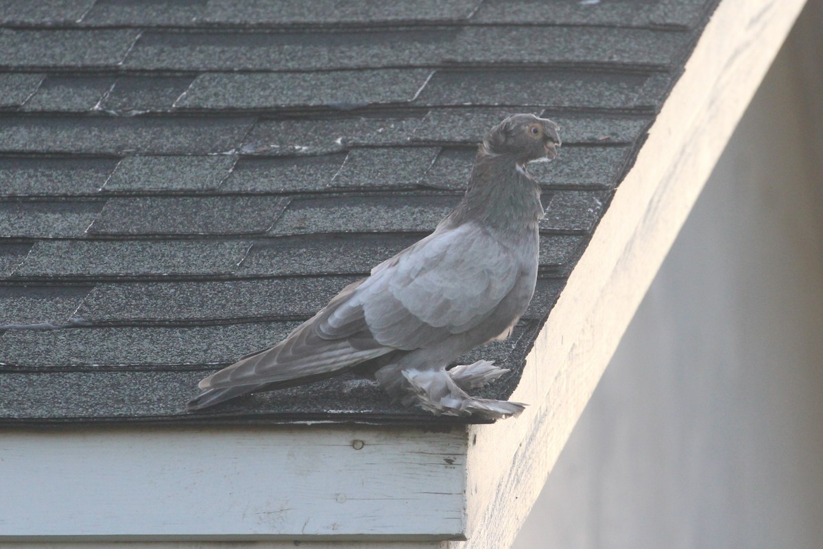 Rock Pigeon (Feral Pigeon) - ML552901961