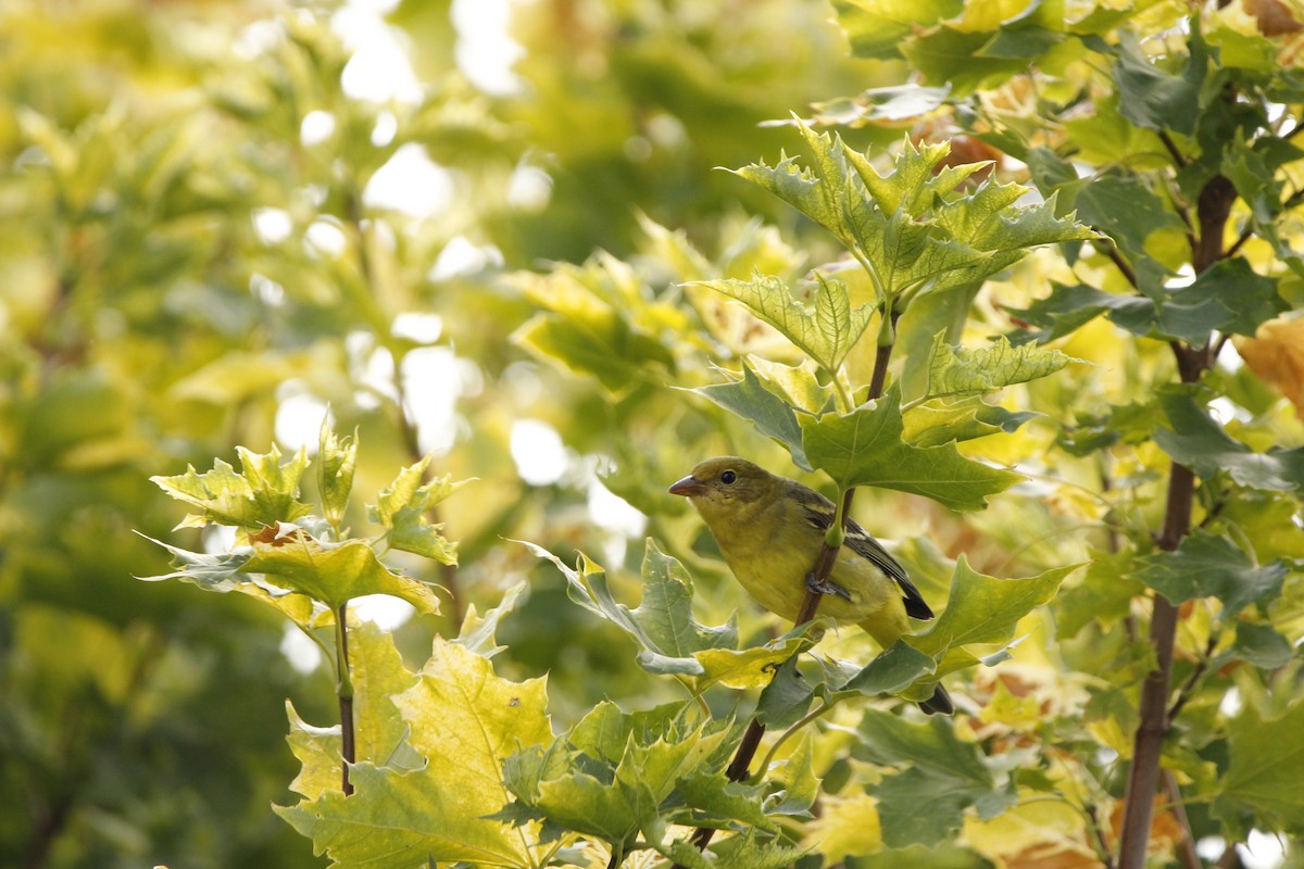 Western Tanager - ML552902221