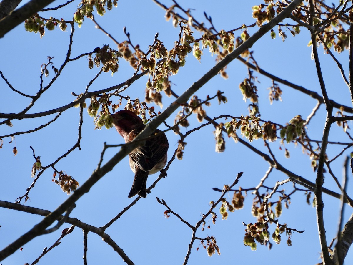 Purple Finch - ML552902421