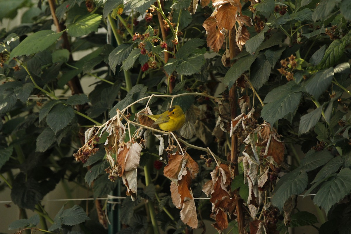 Wilson's Warbler - ML552902881