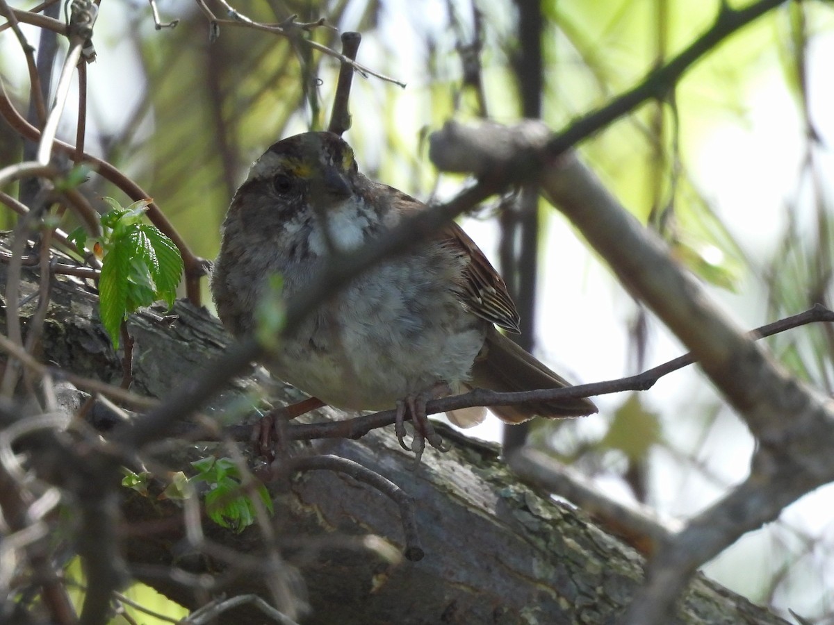 White-throated Sparrow - ML552903241
