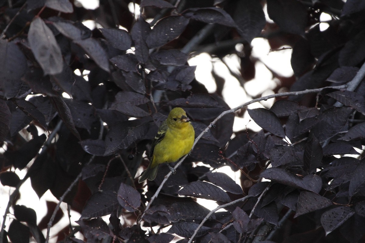 Western Tanager - ML552903301