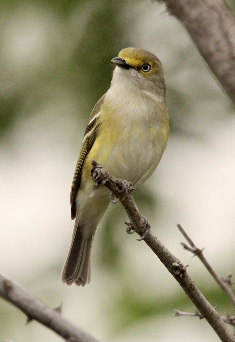 White-eyed Vireo - ML552903321