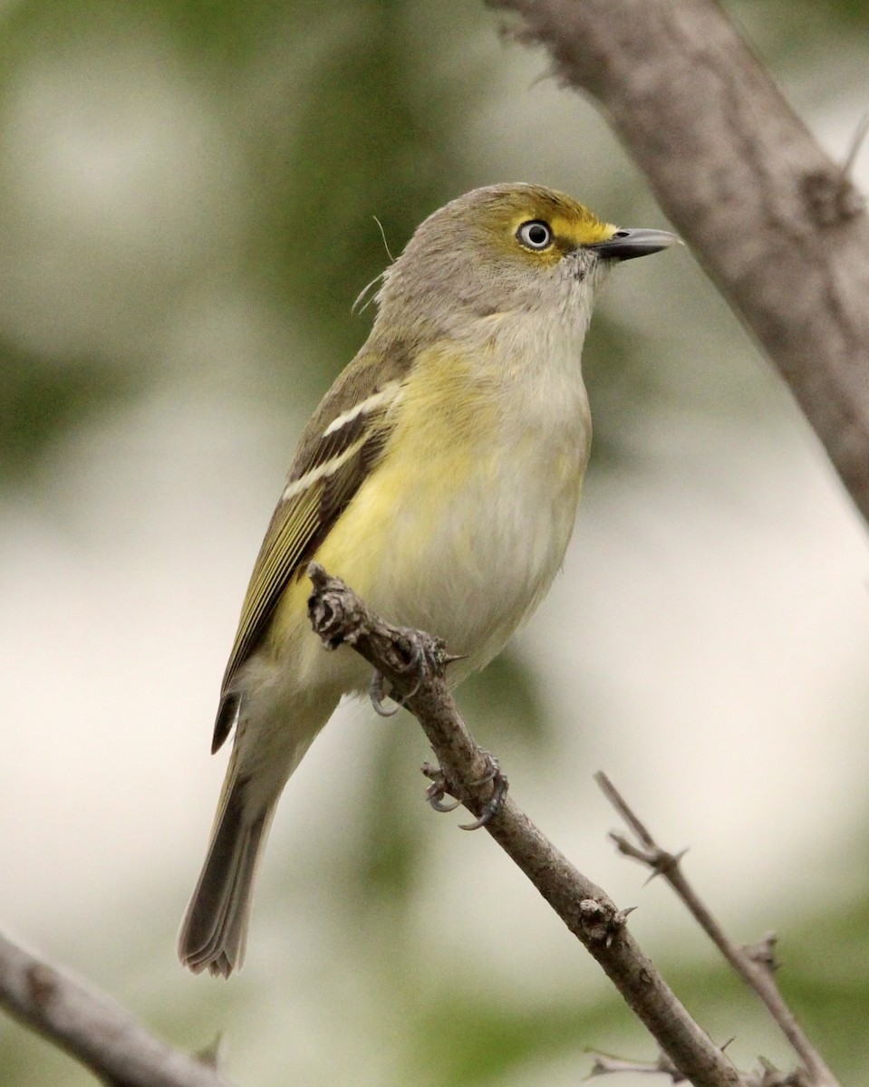 White-eyed Vireo - ML552903331