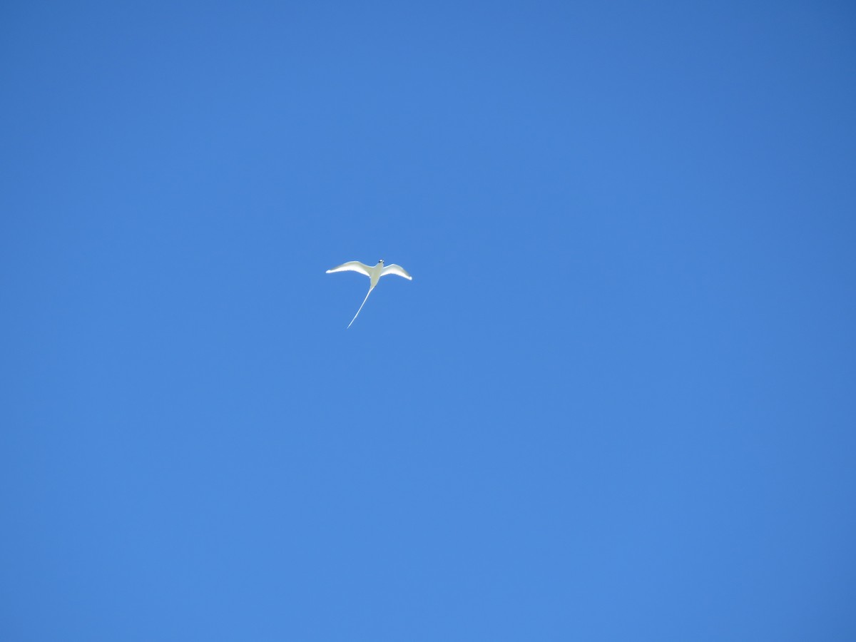 White-tailed Tropicbird - ML552903561