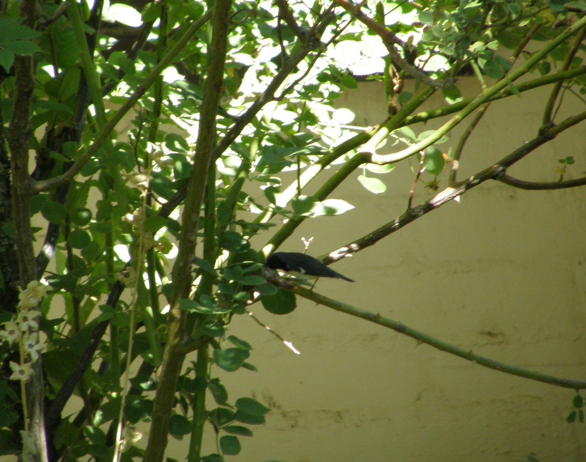 Black-throated Blue Warbler - Carl Lundblad