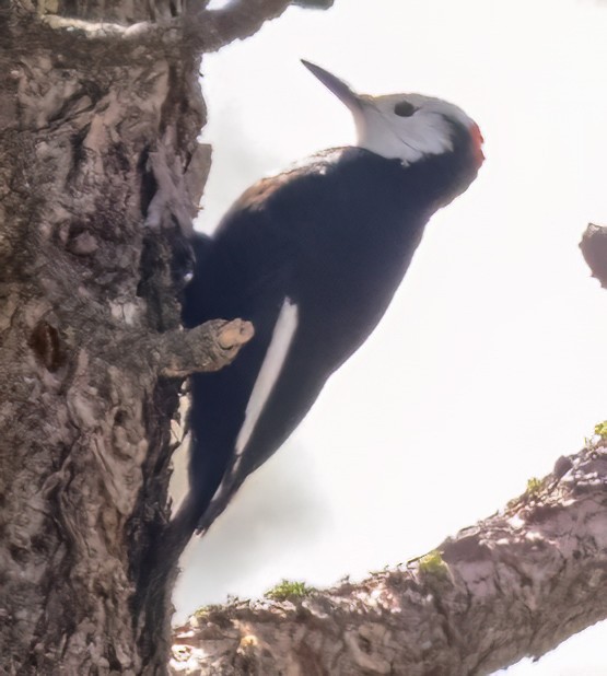 White-headed Woodpecker - Scott Young