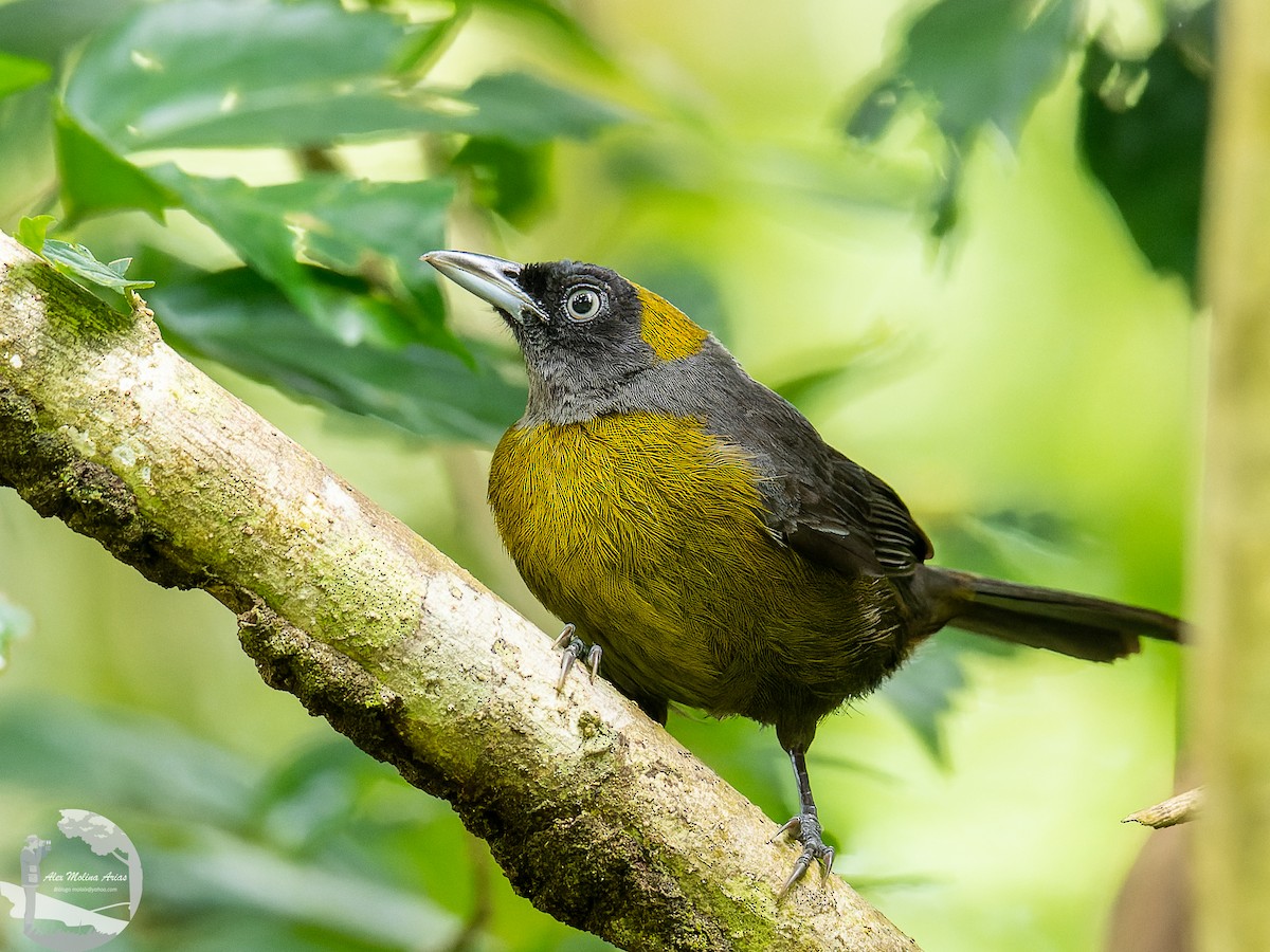 Dusky-faced Tanager - ML552905831