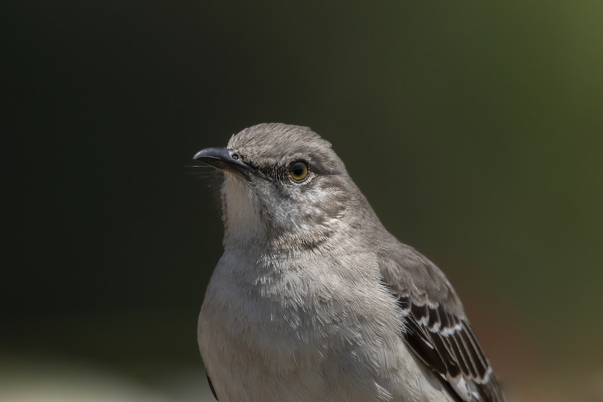 Northern Mockingbird - ML552906641