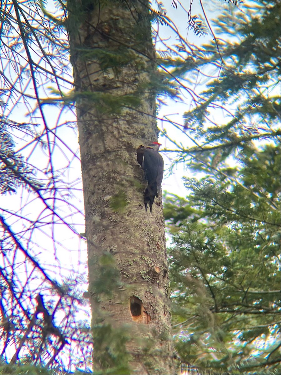 Pileated Woodpecker - ML552907441