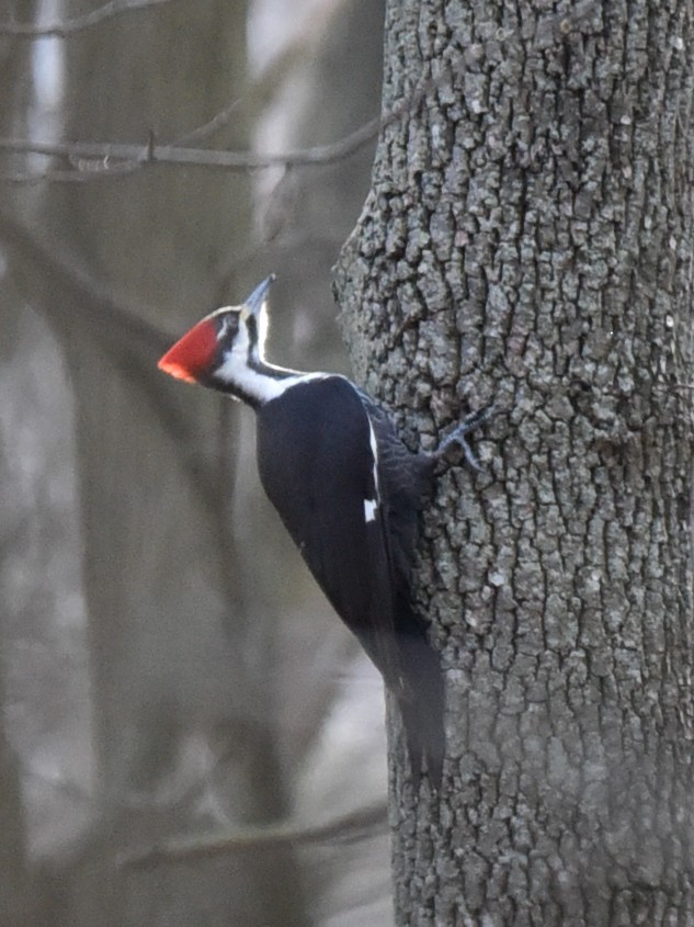 Pileated Woodpecker - ML552907901