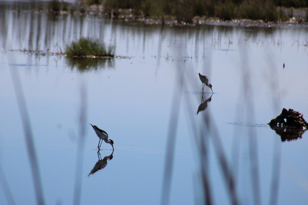 Black-necked Stilt - ML552908351