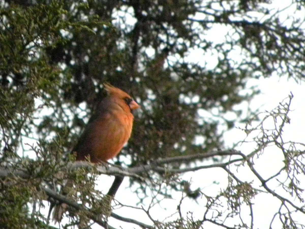 Northern Cardinal - ML55290911