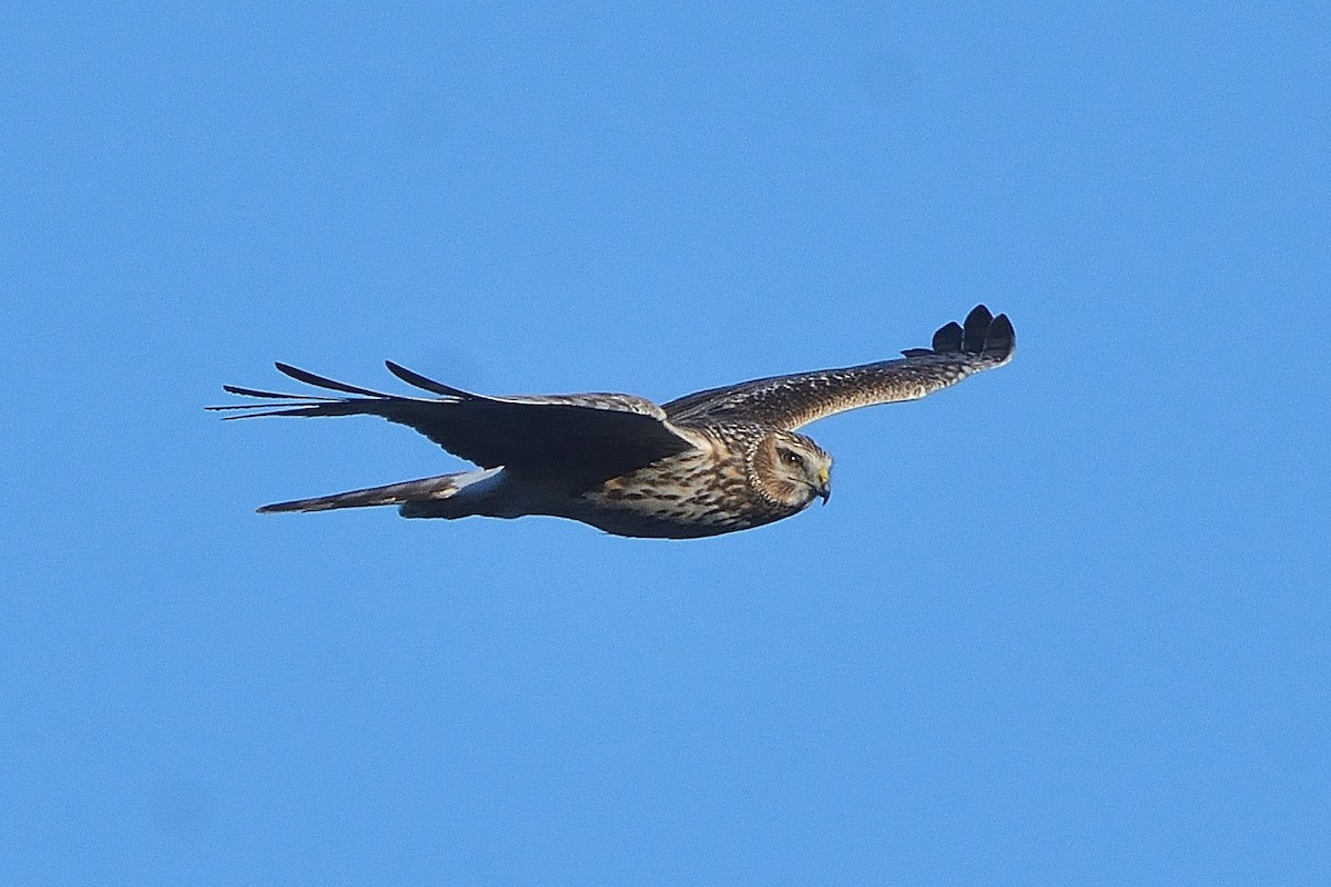 Northern Harrier - John Gordinier