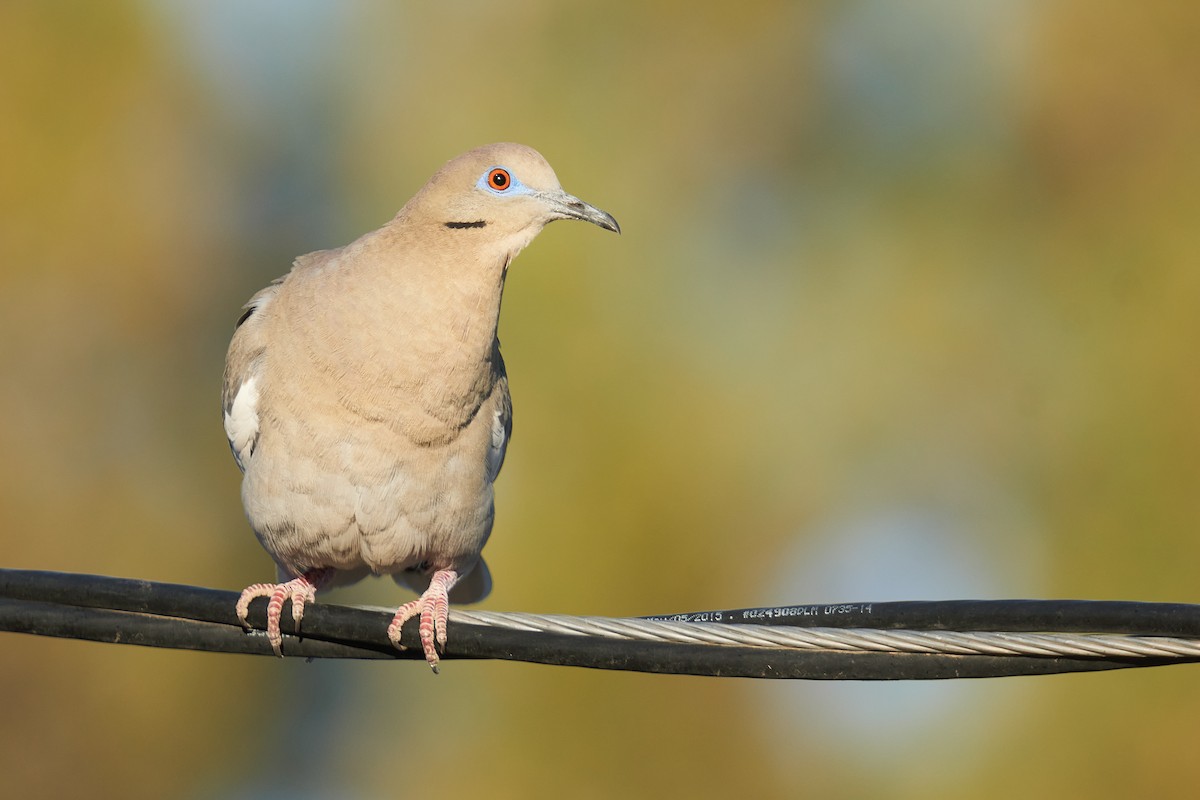 White-winged Dove - Grigory Heaton