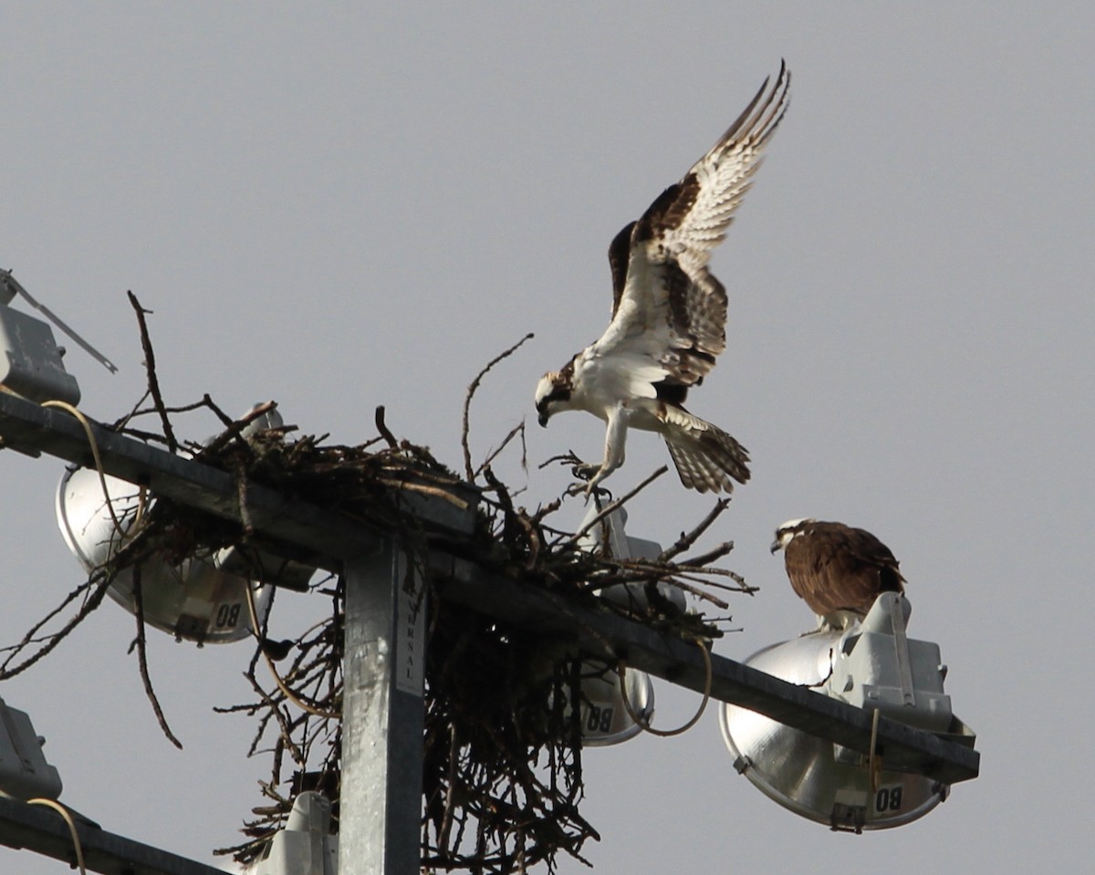 Osprey - Tim Gier