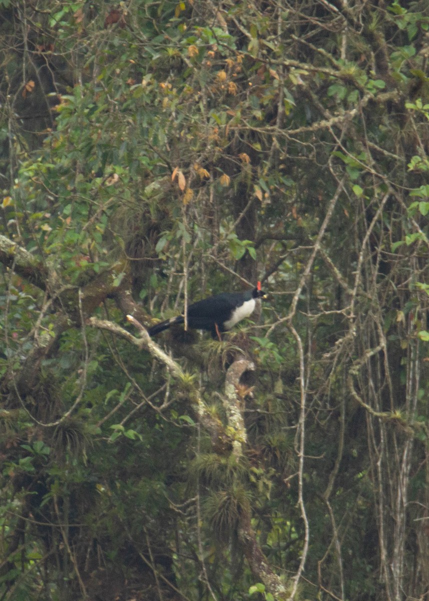 Horned Guan - ML552911311