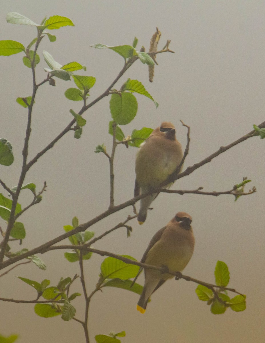 Cedar Waxwing - ML552911411