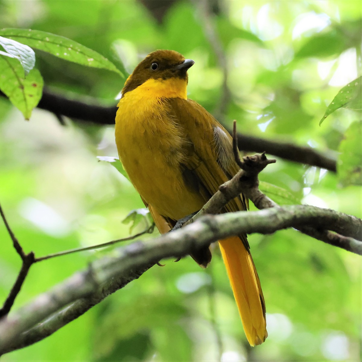 Golden Bowerbird - Mark and Angela McCaffrey