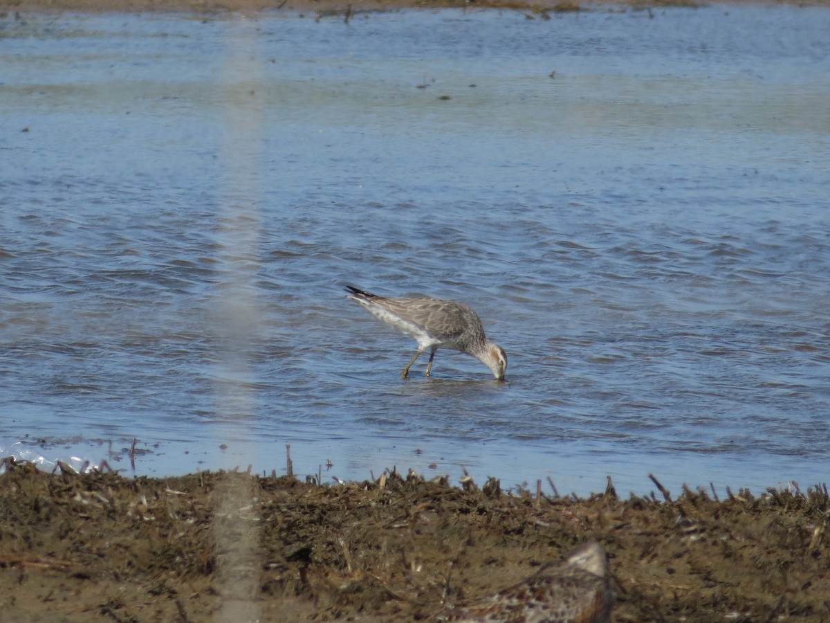 Stilt Sandpiper - ML55291341