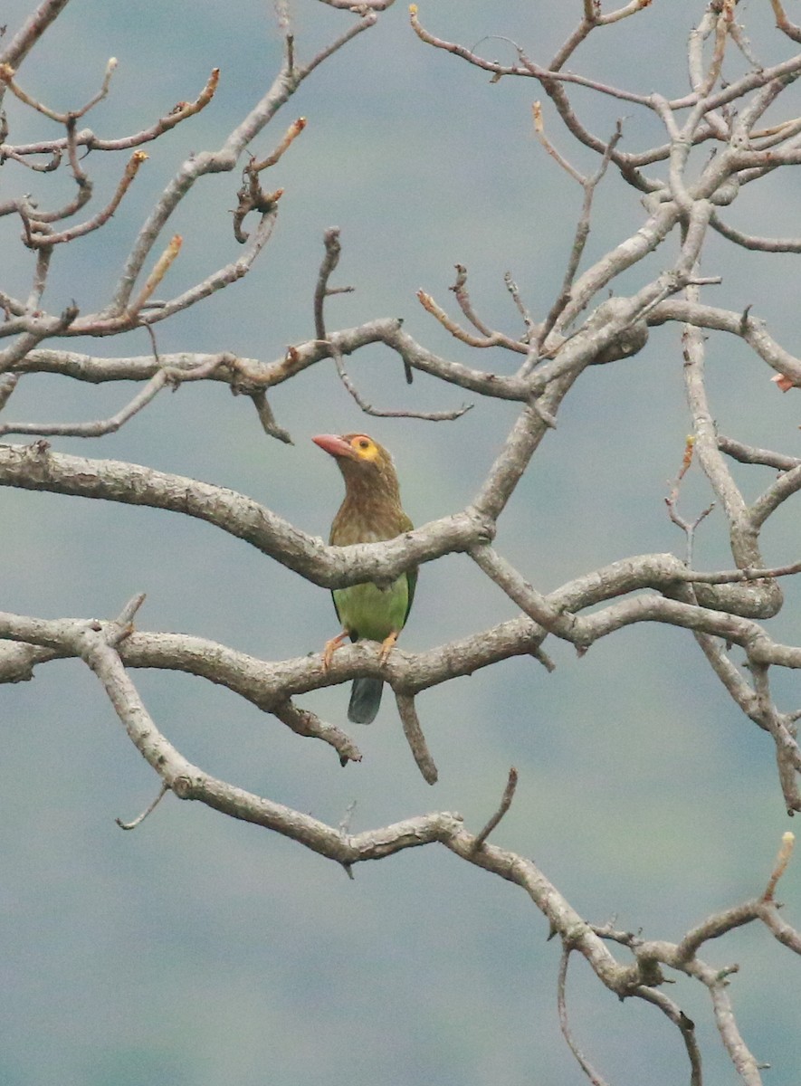 Brown-headed Barbet - ML552913591