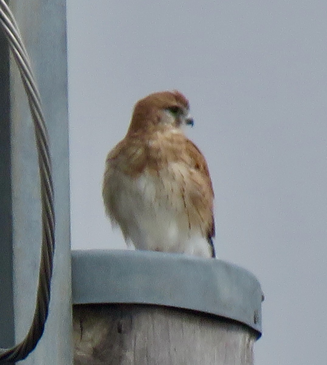 Nankeen Kestrel - ML552913811