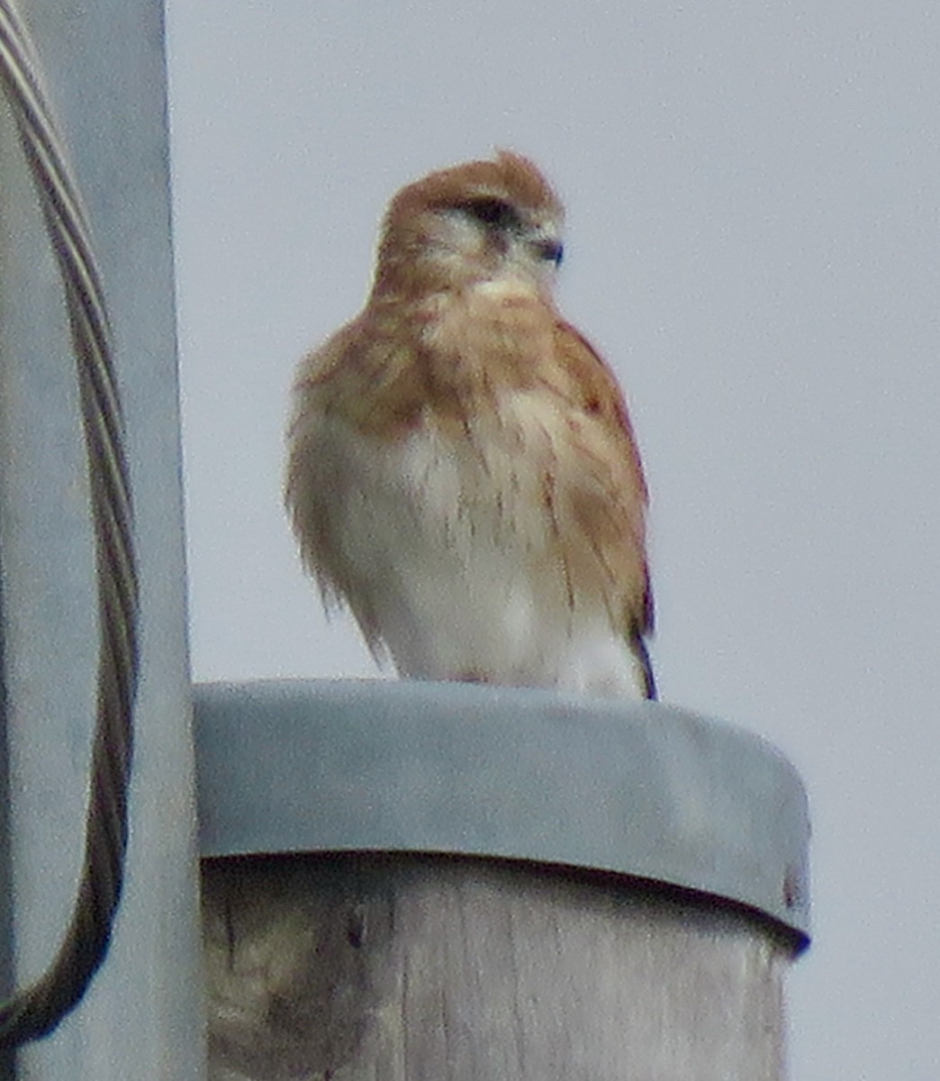 Nankeen Kestrel - ML552913821