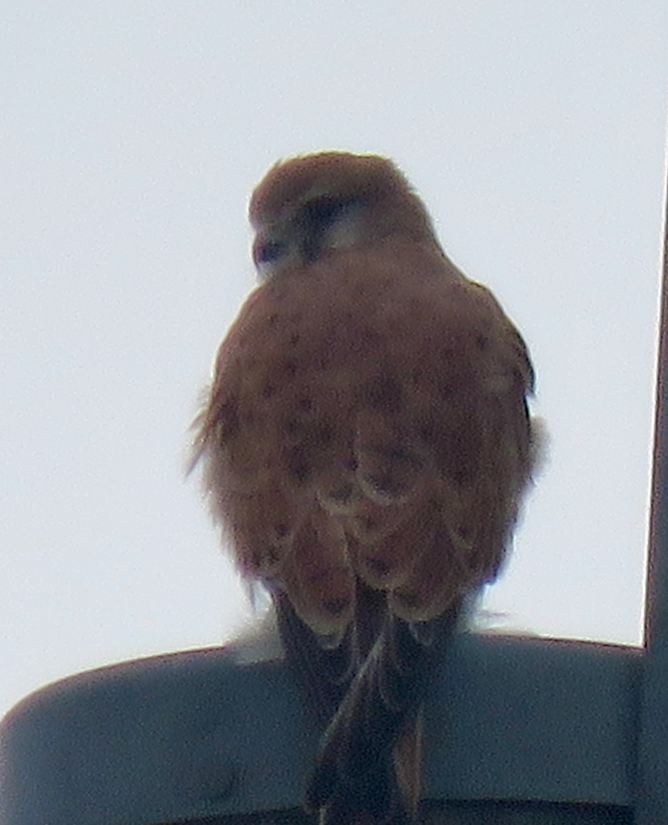 Nankeen Kestrel - ML552913831