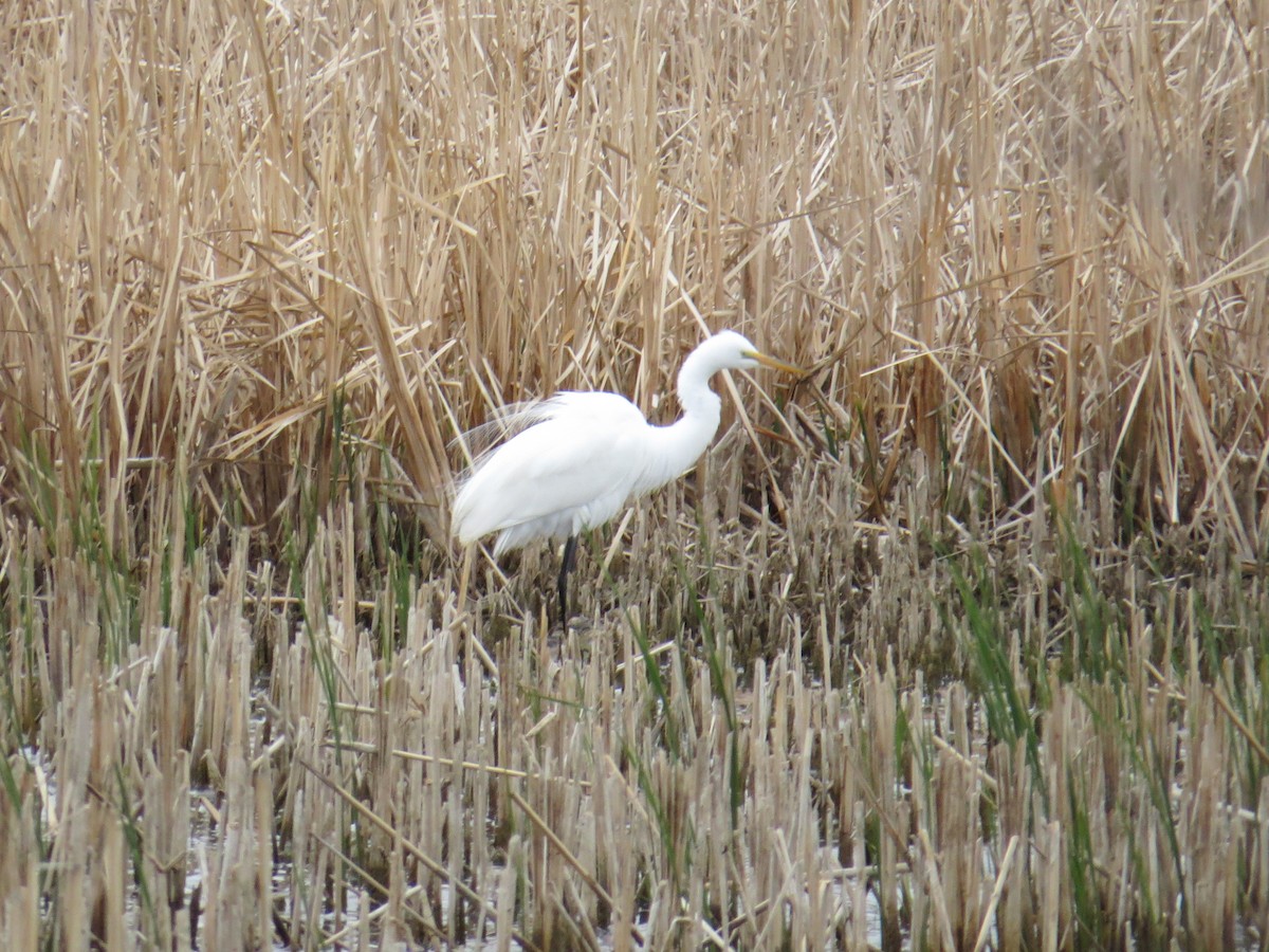 Great Egret - ML55291401