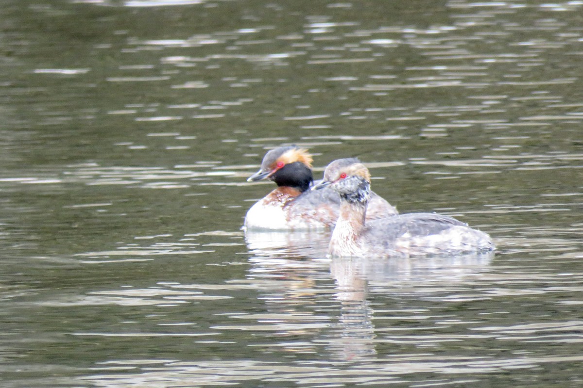 Horned Grebe - ML552914231