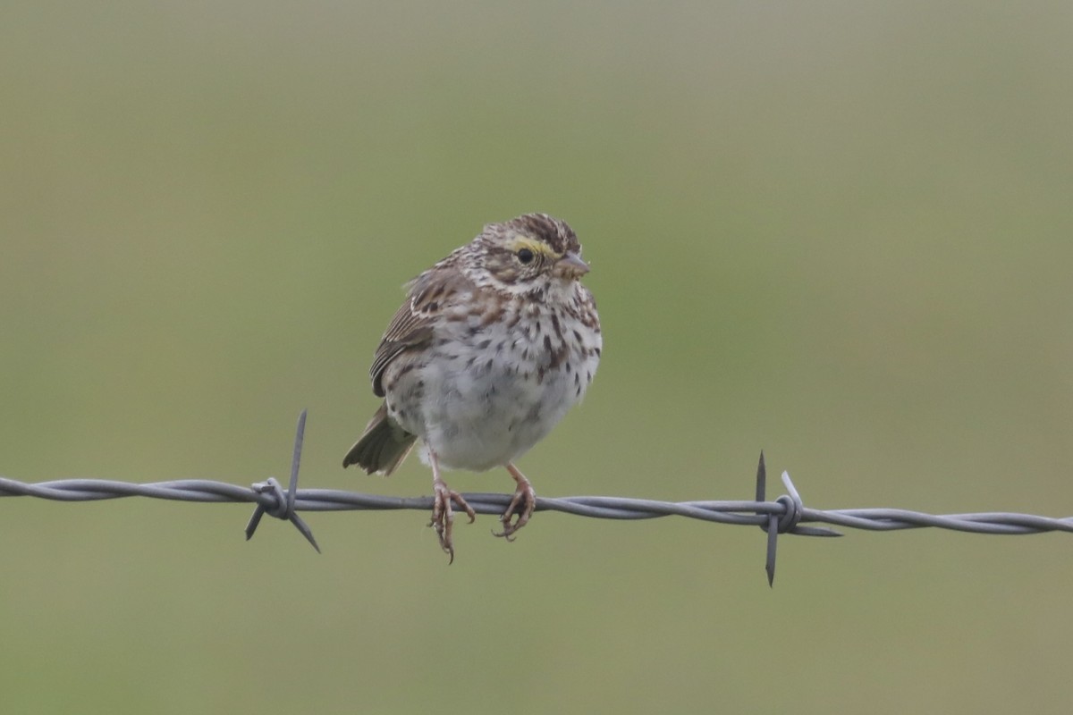 Savannah Sparrow - ML552914481