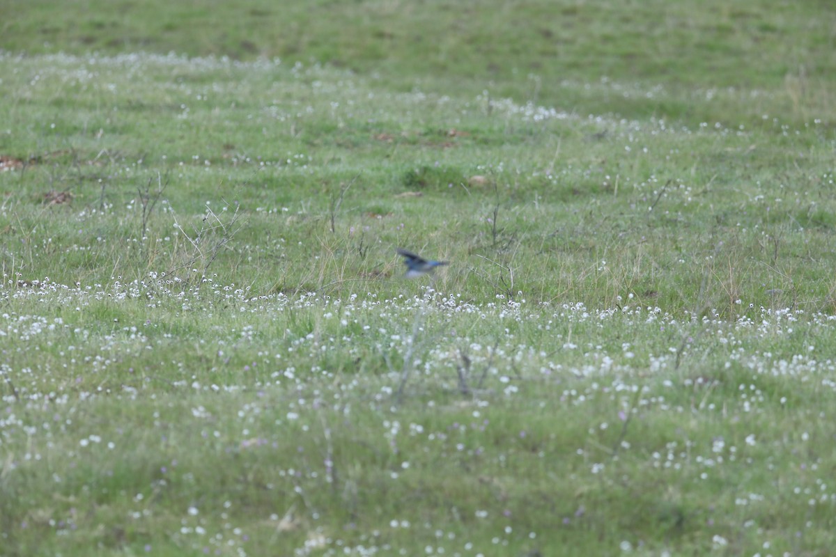 Mountain Bluebird - ML552914651