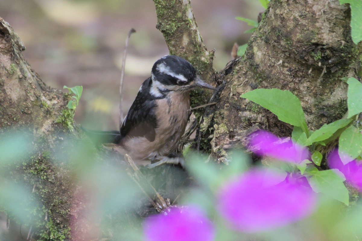 Hairy Woodpecker - ML552915651