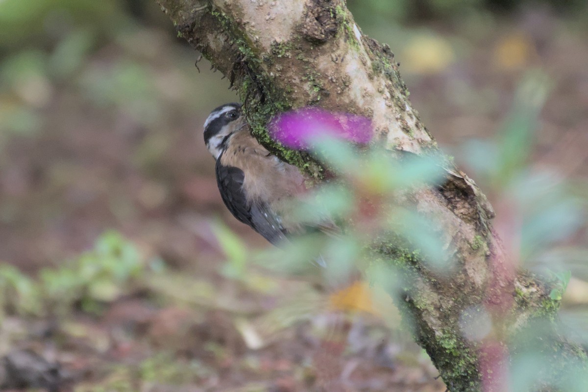 Hairy Woodpecker - Mike Marin