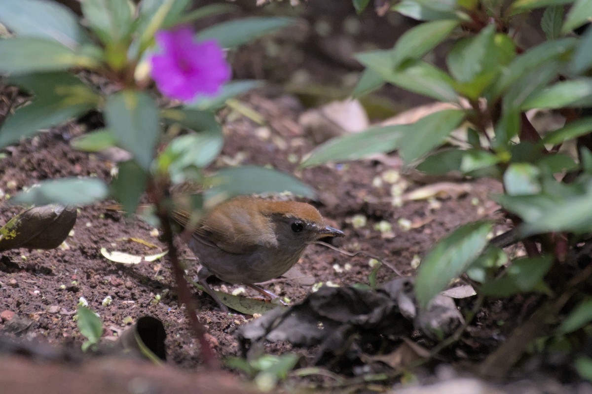 Ruddy-capped Nightingale-Thrush - ML552916121