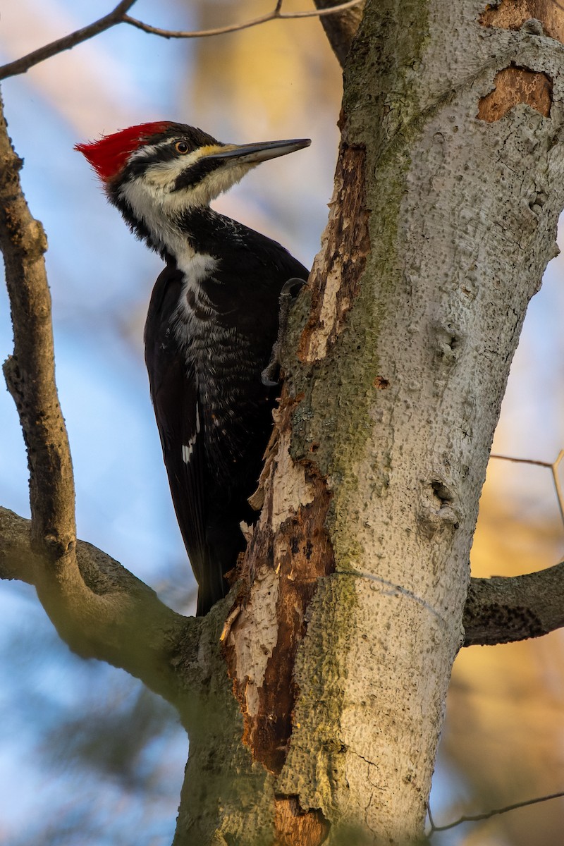 Pileated Woodpecker - ML552916201