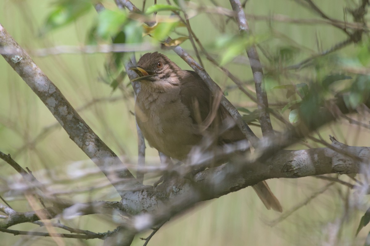 Clay-colored Thrush - ML552916211