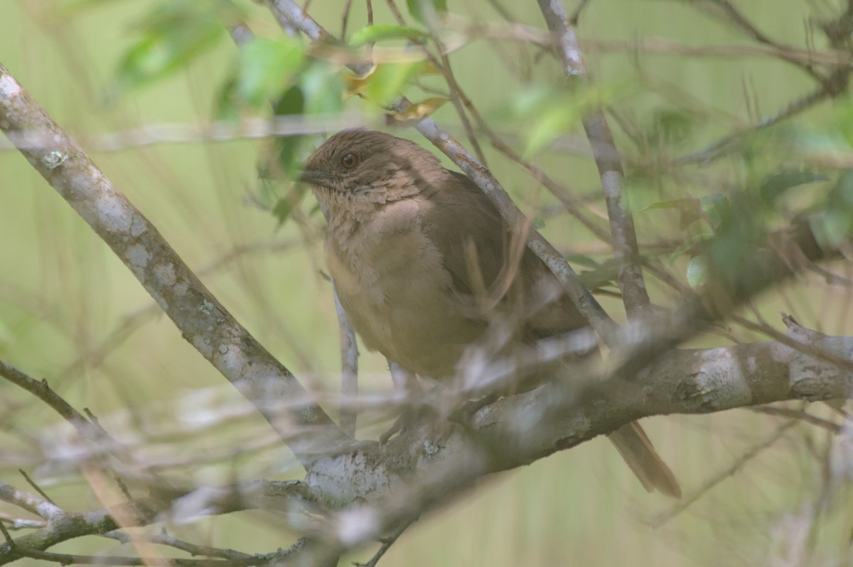 Clay-colored Thrush - ML552916221