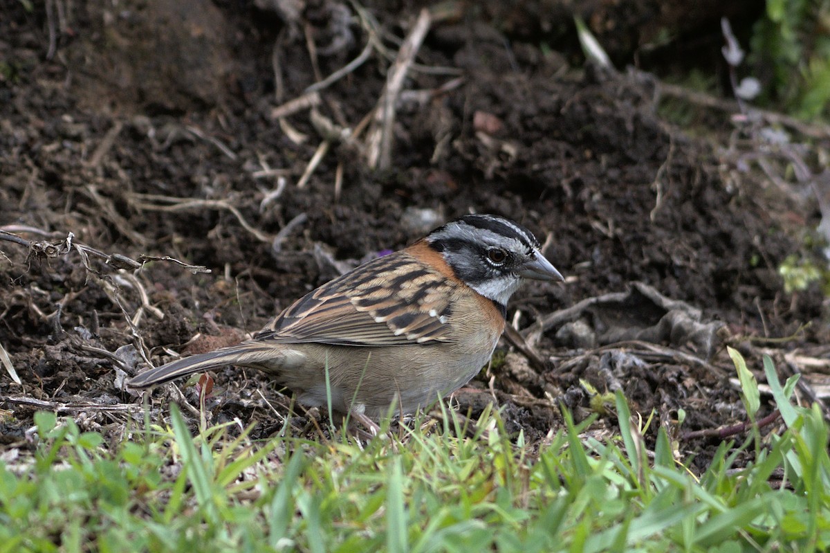 Rufous-collared Sparrow - Mike Marin