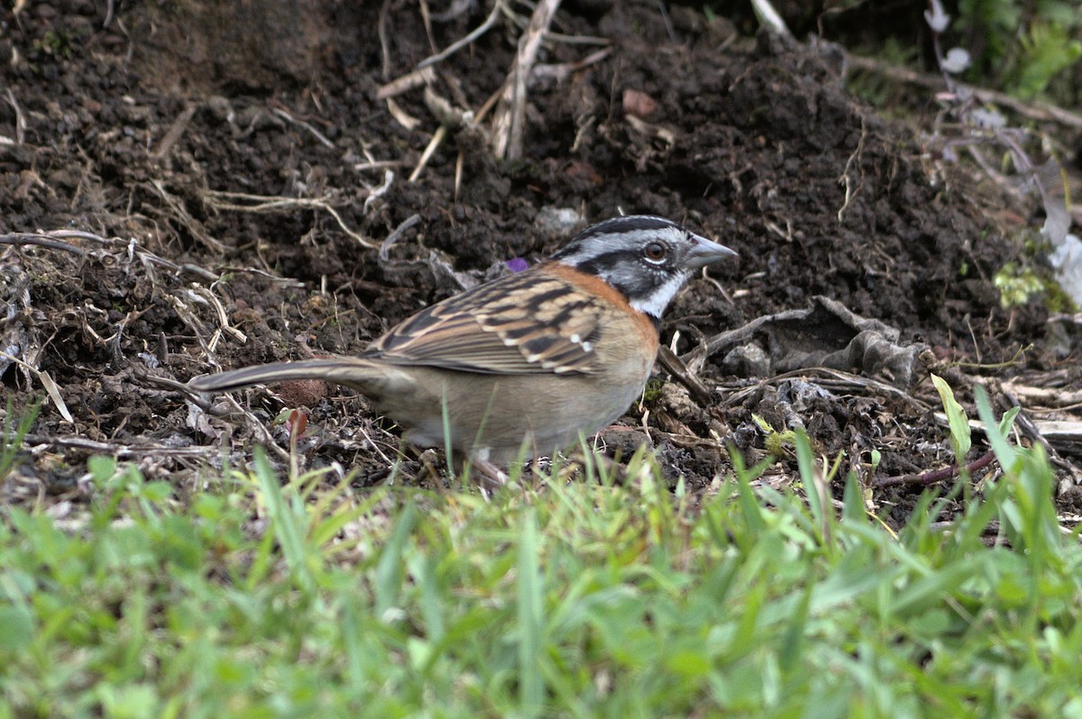 Rufous-collared Sparrow - ML552916301