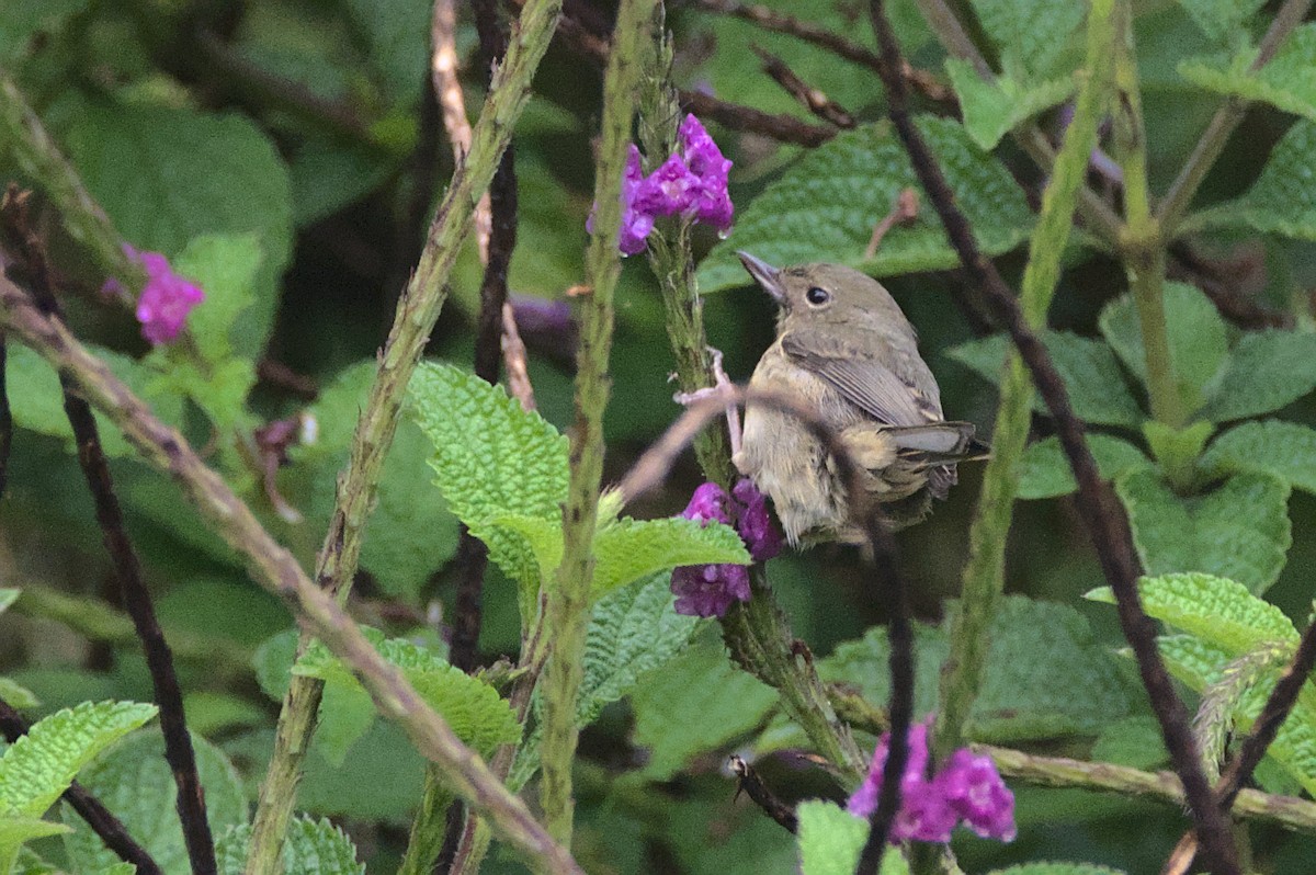 Slaty Flowerpiercer - Mike Marin