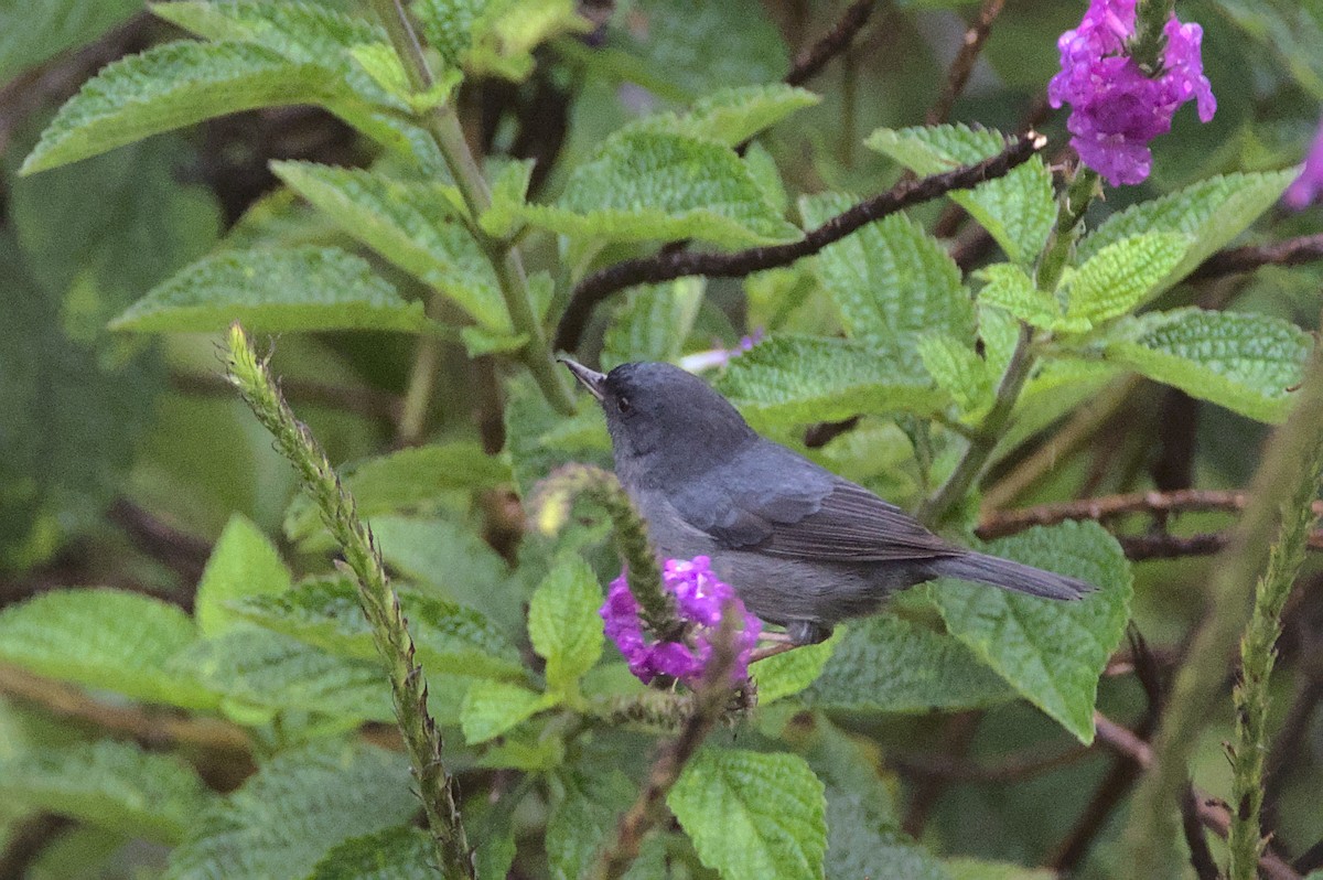 Slaty Flowerpiercer - ML552916441