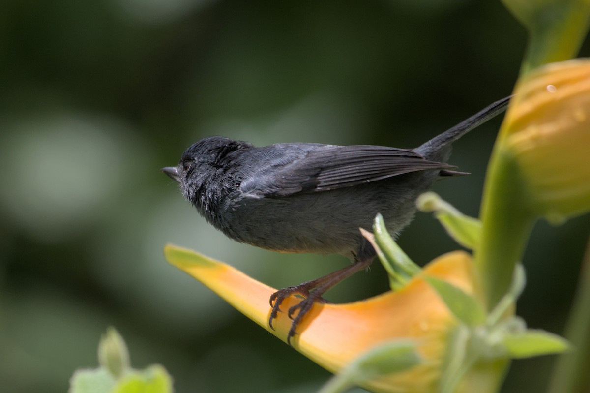 Slaty Flowerpiercer - ML552916451