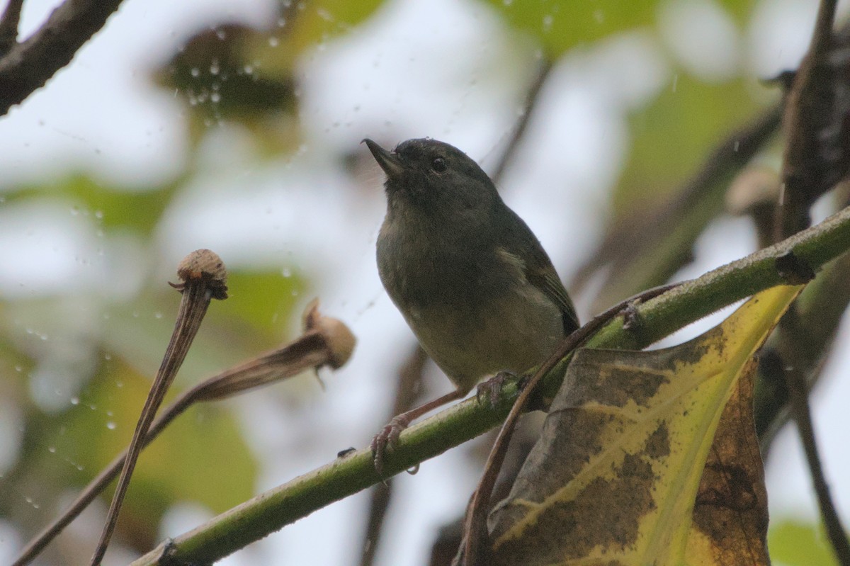 Slaty Flowerpiercer - ML552916461