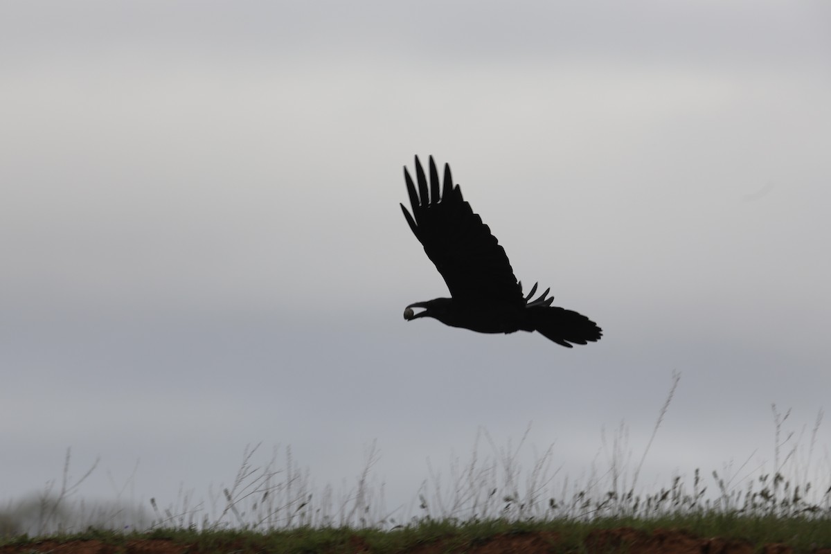 Common Raven - Gil Ewing