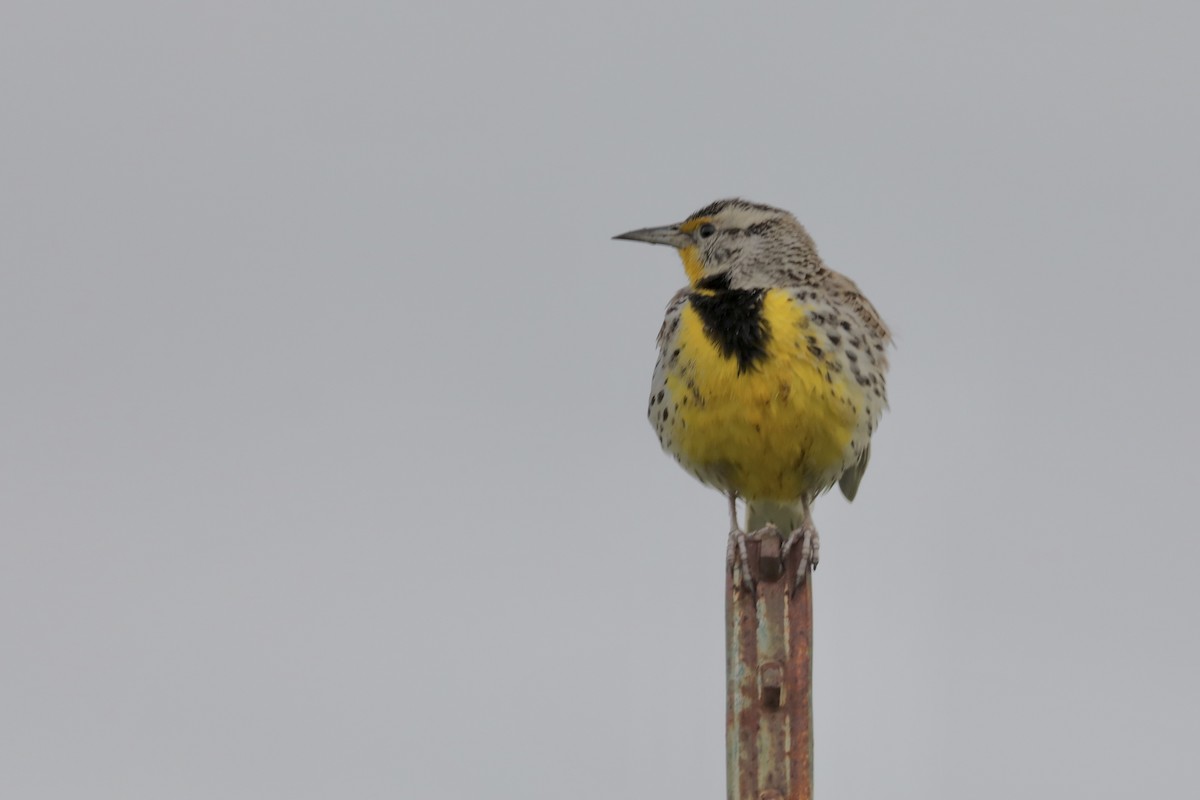 Western Meadowlark - Gil Ewing